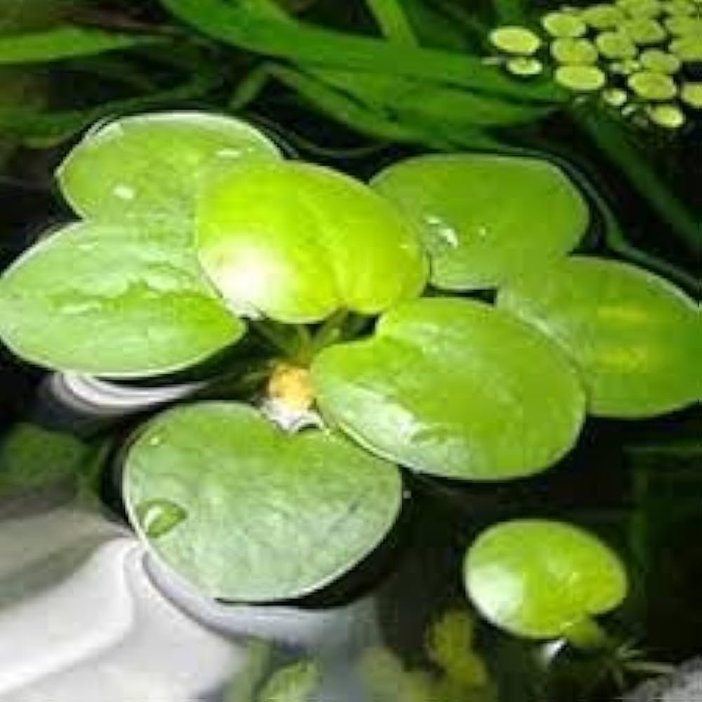Amazon Frogbit (Limnobium laevigatum)